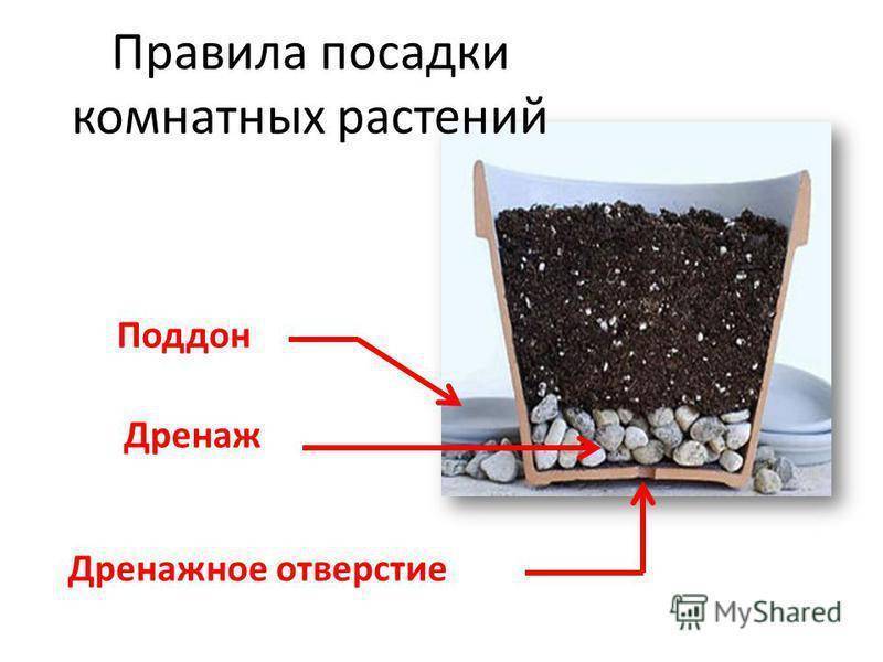 Здоровый внешний вид и благоухающее цветение домашних растений находятся в прямой зависимости от того, уложен ли в посадочной единице дренаж