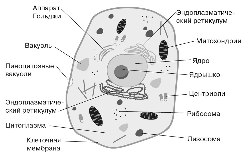 Из чего состоит клетка?