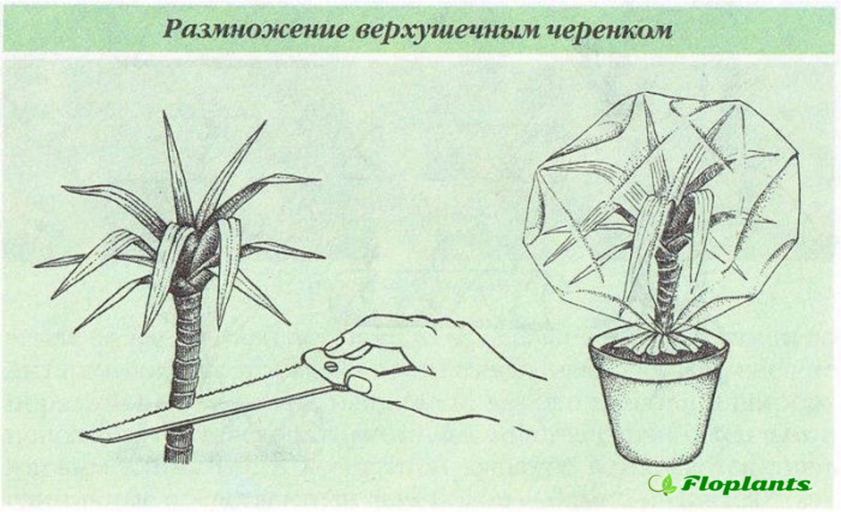 Пересадка драцены