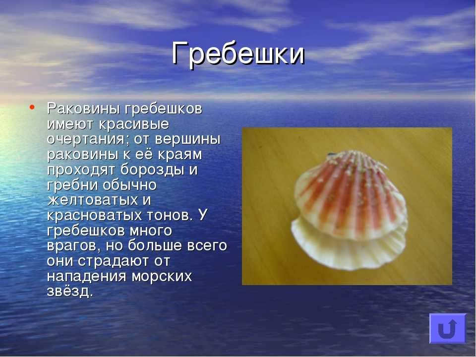 Вопрос: значение раковины в жизни молюсков. из чего состоят раковины